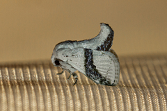 Afraltha chionostola