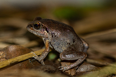 Arthroleptis stenodactylus