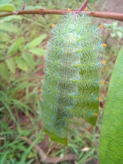 Lexias