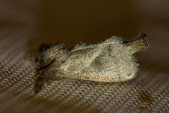 Metarbelidae