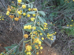Acacia nervosa