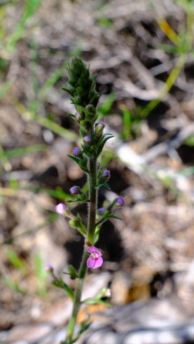 Image of Stylidium elongatum by (c) Peter Crowcroft, some rights reserved (CC BY)