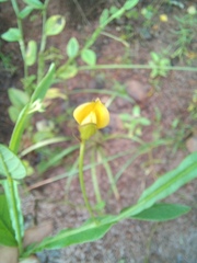 Crotalaria alata