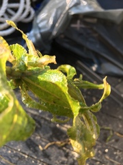 Potamogeton richardsonii