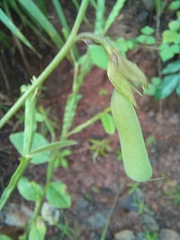 Crotalaria alata