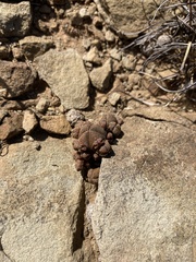 Crassula pyramidalis
