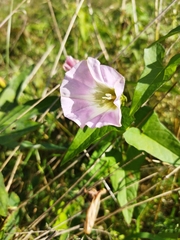 Calystegia sepium spectabilis