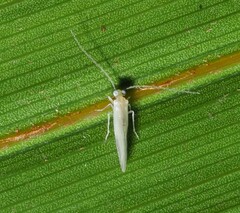 Caeciliusidae