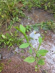 Crotalaria alata