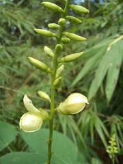 Bauhinia viridescens