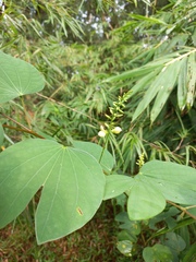 Bauhinia viridescens