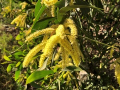 Acacia leiocalyx