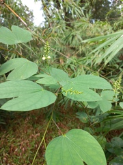 Bauhinia viridescens