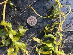 Potamogeton richardsonii