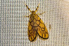 Tumicla sagenaria