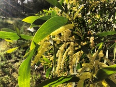Acacia leiocalyx