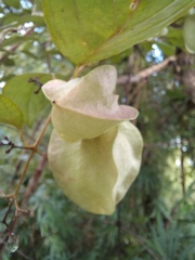 Hymenopyramis brachiata