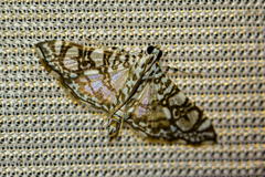 Margaroniini