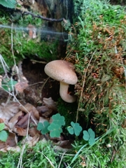Paxillus cuprinus