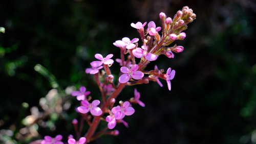 Stylidium elongatum (Stylidium elongatum)