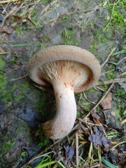 Paxillus cuprinus