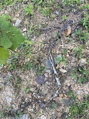 Euprepiophis mandarinus