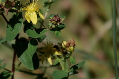 Hypericum maculatum maculatum