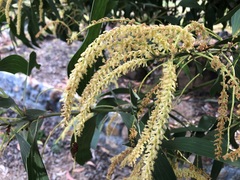 Acacia leiocalyx