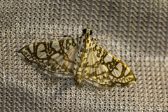 Margaroniini