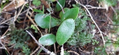 Pyrrosia eleagnifolia