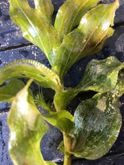 Potamogeton richardsonii