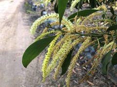 Acacia leiocalyx