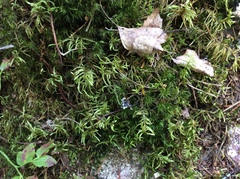 Pleurozium schreberi