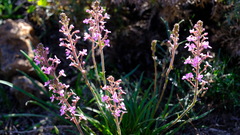 Stylidium elongatum