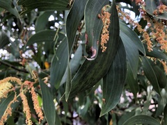 Acacia leiocalyx