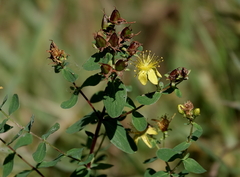 Hypericum maculatum maculatum