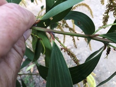 Acacia leiocalyx