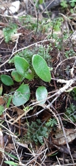 Pyrrosia eleagnifolia