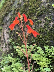 Sinningia nordestina