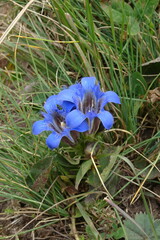 Gentiana septemfida