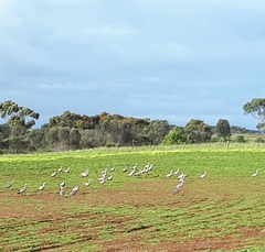 Cereopsis novaehollandiae