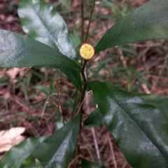 Eupomatia bennettii