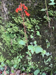 Sinningia nordestina
