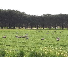 Cereopsis novaehollandiae