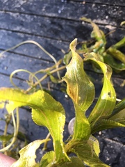 Potamogeton richardsonii