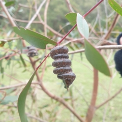 Perga affinis
