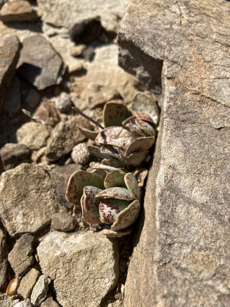 Adromischus trigynus