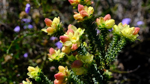 yellow bells (Geleznowia verrucosa)