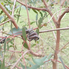 Perga affinis