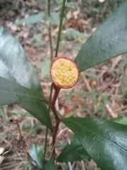 Eupomatia bennettii